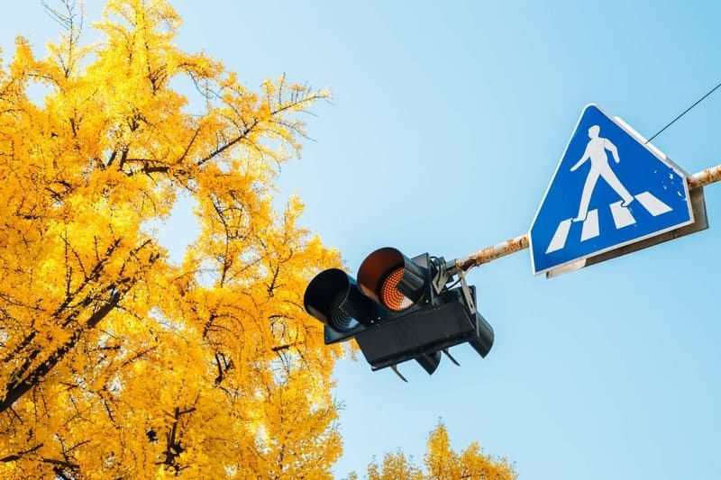 Pedestrian crossing sign and a stoplight by a tree