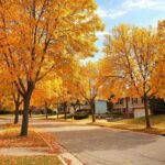 Neighborhood street with houses and big yellow trees in autumn